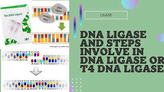 Ligase and T4 DNA ligase mechanism and steps involve in t4 ligase [upl. by Jocelyne330]