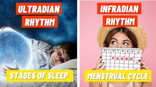 Stages of Sleep and the Menstrual Cycle  Ultradian amp Infradian Rhythms [upl. by Ayote]