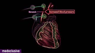 Baroreceptor amp Chemoreceptor reflex Regulation of Blood Pressure [upl. by Woothen624]