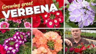 Growing Beautiful Verbena Flowers — and a Tour of Blooms [upl. by Eagle]