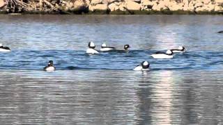 Bufflehead Courtship Display [upl. by Tecu]