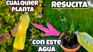 El AGUA que REVIVE CUALQUIER PLANTA Abono Casero para Curar Plantas Enfermas secas  Huerto urbano [upl. by Dnanidref]