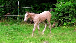 Landleben Fohlen im Glück  Freudensprünge  Country life Foals in happiness  leaps of joy [upl. by Apilef506]