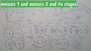 What is Meiosis  meiosis1  meiosis2  and its phases  class 9th  chapter cell cycle [upl. by Ablem129]