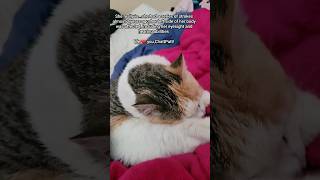 senior Manx tailless cat fypシ catrescue cats catreel youtubeshorts ytreels ytshorts manx [upl. by Nomyar]