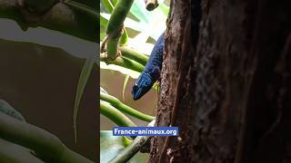 Lygodactylus williamsi  Loveridge 1952  Gekkonidae  Gekko bleu néon gecko nain de William [upl. by Portuna]