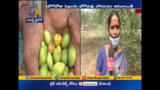 Bhogi Pandla Gardens Famous  in Chinakondrupadu  Guntur Dist [upl. by Low]