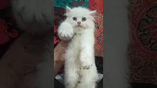 newsong song punjabi music punjabisong blackpersian cuteanimal cat comedy catlover [upl. by Stephen925]