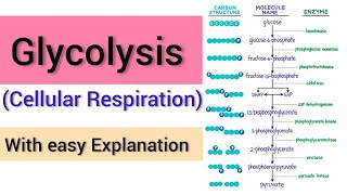 Glycolysis  Glycolysis Pathway Made Simple  Biochemistry Lecture on Glycolysis [upl. by Bibi]