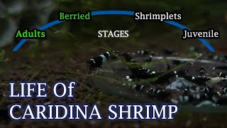 Life Of Shrimp  caridina  Beautiful shrimplets hatching  Indian shrimp Breeder  Life cycle video [upl. by Ortensia]