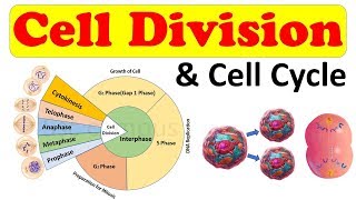 Cell biology  Cell Division  Cell Cycle  Amitosis Mitosis prophase Class 11 biology [upl. by Caralie241]