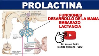 PROLACTINA FUNCIONES ¡FÁCIL Y SENCILLO [upl. by Tillford]