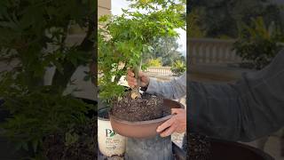 How I Grew This THICK Bonsai in Just 2 Years bonsai bonsaitree plants gardening shorts [upl. by Ronoel6]