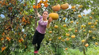 Harvesting Sapodilla and Selling It at the Market  Gardening Looking after Beans  Trieu Mai Huong [upl. by Meridel]