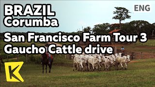 【K】Brazil TravelCorumba브라질 여행코룸바샌프란시스코 농장 투어3 가우슈식 소몰이Cattle shedCalfPastureGaucho [upl. by Callean]