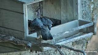 Great Spirit Bluff Falcons Banded Female Hope E60 and Lisa chase her off exploreorg 03 03 2024 [upl. by Dreda218]