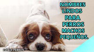 NOMBRES ÚNICOS PARA PERROS MACHOS PEQUEÑOS [upl. by Nairot]