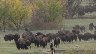 Rounding up the countrys largest bison herd [upl. by Skelly43]