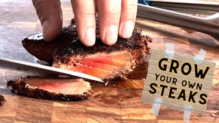 GROW YOUR OWN STEAK Lions Mane Mushroom Recipe  Wicked Kitchen [upl. by Oirasan]