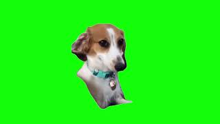 Dog Smiling Meme Green Screen [upl. by Inglebert]