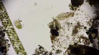 Pantoffeltierchen  Paramecium  Leben im Wassertropfen  microorganisms under microscope Full HD [upl. by Drofnil156]