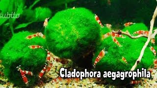 Cladophora aegagrophila  Dificultad e Iluminación  ¿ALGA  AcuariosLP [upl. by Groeg]