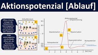 Aktionspotential Ablauf Depolarisation Repolarisation Hyperpolarisation  Biologie Oberstufe [upl. by Etem9]