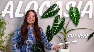 Alocasia Frydek Propagation  2 Months of Corms vs Stem Cuttings [upl. by Drugge]