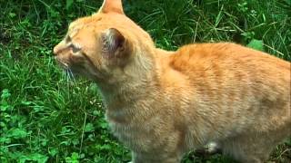 CHAT MIAULE  MANGER CAT MEOWS TO EAT CAT MIAOWS [upl. by Bowlds]