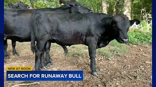 Bull on the loose in Wake County after escaping trailer [upl. by Adley]