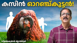 ഓറാങ്ങുട്ടാൻ മനുഷ്യരെപ്പോലെ Orangutans similarities with Human orangutan malayalam animals wild [upl. by Burkle]