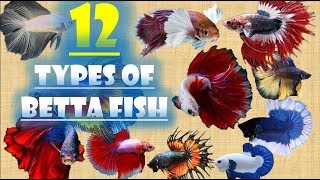 12 Types of Betta Fish [upl. by Aiuqcaj291]