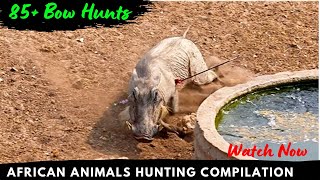 85 Animals Down — Antelope’s  Lion Giraffe 2023 African Bow Hunting Compilation [upl. by Aylmer]