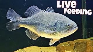 Largemouth Bass Eating Live Fish  1st Live Feeding [upl. by Naihtsirc]