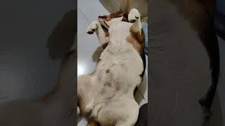 உங்கபி நாய் குட்டி Scooby beagleworld tamilstatus beagleslover petlovers trendingshorts [upl. by Shaer]