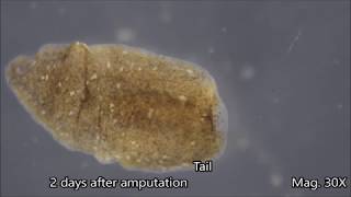 Planaria Regeneration Timelapse [upl. by Oirad]