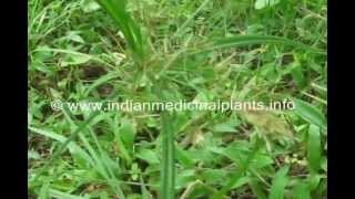 Cyperus rotundus Medicinal Plant [upl. by Maclay]