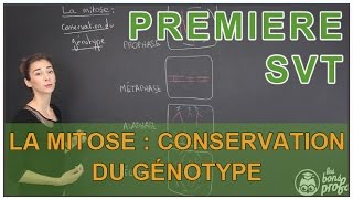 La mitose  conservation du génotype  SVT  1ère  Les Bons Profs [upl. by Meekyh975]