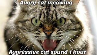 Angry cat meowing  Aggressive cat sound 1 hour [upl. by Aniluap]