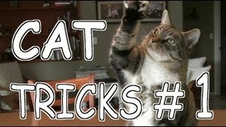 CAT TRICKS  1 [upl. by Phira]