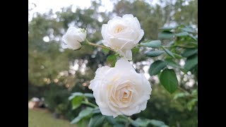 Cloud 10 climbing rose review  Fall 2021  Mobile Alabama  Zone 8b [upl. by Eilyab]