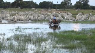 Filme  PANTANAL [upl. by Noirad]