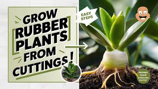 Easy Steps to Grow a Rubber Plant from Cuttings BeginnerFriendly Guide [upl. by Annovahs]