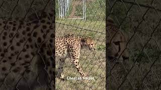 Cheetah noises video cheetah meow zoo animals shortsvideo shorts explore cat photography [upl. by Ahcas]