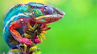 Chameleon Changing Color  Best Of Chameleons Changing Colors Compilation [upl. by Zulch]