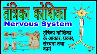 तंत्रिका कोशिका क्या है इसके प्रकार संरचना और कार्य  Structure and Function of Nervous system [upl. by Obelia]