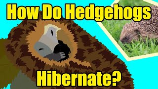 HOW DO HEDGEHOGS HIBERNATE [upl. by Kleiman]