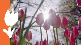 KEUKENHOF BEHIND THE SCENES FULL STORY [upl. by Annaeiluj]