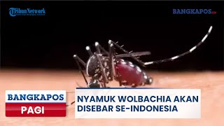 🔴Nyamuk Wolbachia Akan Disebar seIndonesia  Bangka Pos Pagi [upl. by Damick346]