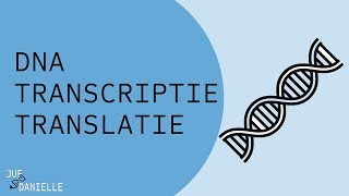 Van DNA naar eiwit transcriptie en translatie [upl. by Radmen]